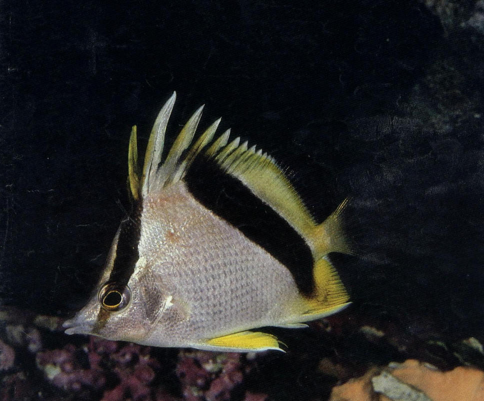 Chaetodon aya